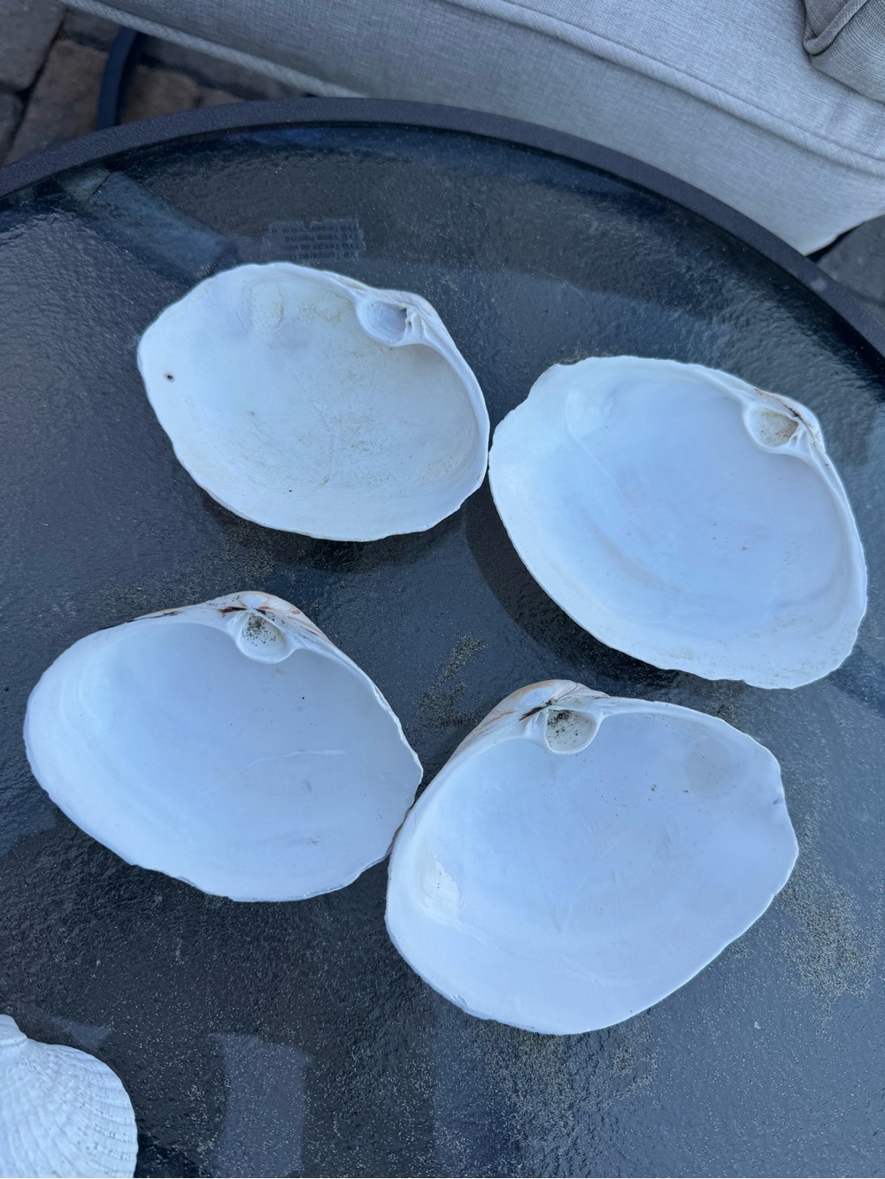 PNW Assorted White Seashell Collection - Picture 4 of 9